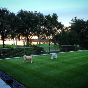 ian-poulter-dogs-1019-instagrams