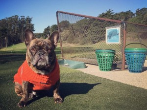 dog-on-the-range-12-07-instagrams_2