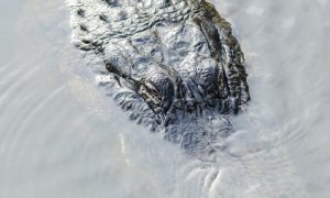 VIDEO: Gigantický aligátor na procházce po hřišti
